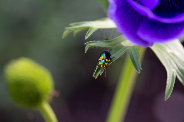 Funkelnder Chrysomelid-Käfer auf blauen Anemonenblättern Schönheit der Natur