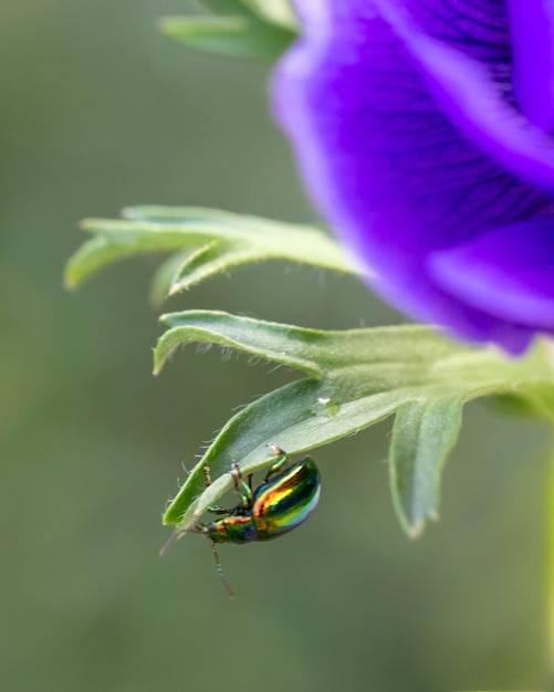 Funkelnder Chrysomelid-Käfer auf blauen Anemonenblättern Schönheit der Natur