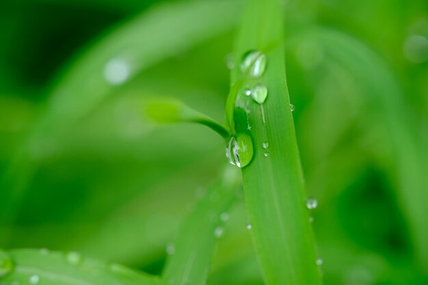 Funkelnder Morgentau auf dem grünen Gras verschwommenes Bild von Tau oder Regentropfen natürlichen Hintergrund