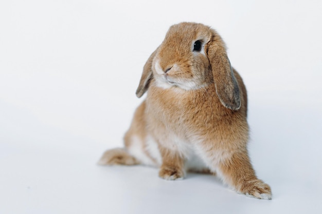 Funnyred Kaninchen mit den Ohren nach unten isoliert auf weißem Hintergrund