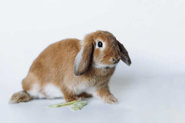 Funnyred Kaninchen mit seinen Ohren nach unten isoliert auf weißem Hintergrund