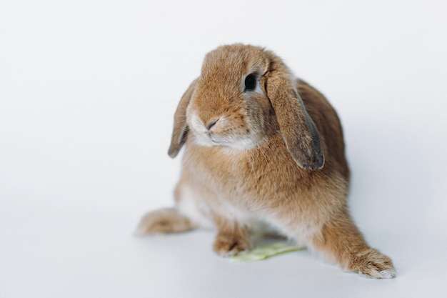 Funnyrotes Kaninchen mit heruntergelassenen Ohren, isoliert auf weißem Hintergrund