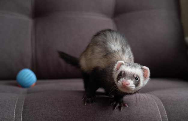 Furão brincando no sofá em casa furão se preocupa com furões