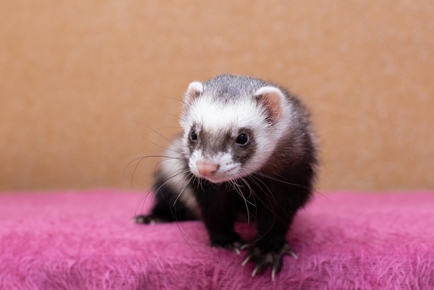 Furão de estimação dormindo. Bons sonhos com animais. Polecat na cama.
