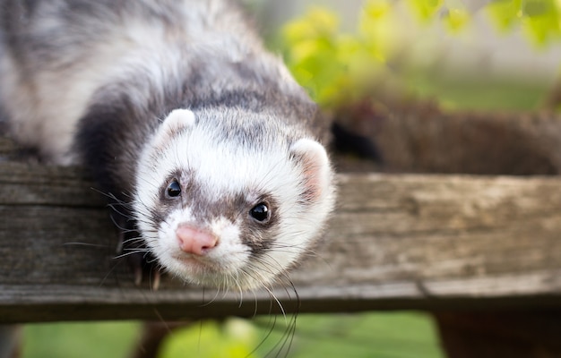 Furão negro, mustela putorius, sentado em cima do muro grama verde