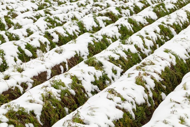 Furche auf einem landwirtschaftlichen Feld, auf dem eine grüne reife Karotte wächst, deren Ernte nicht entfernt wird, Nahaufnahme während des Frosts