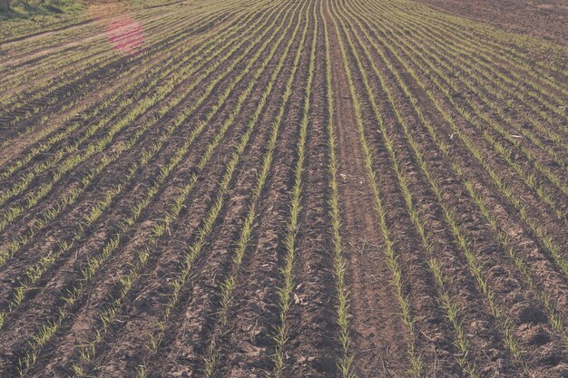 Furchen in einem bebauten Feld Provinz La Pampa Argentinien