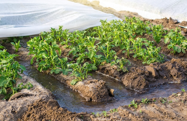 Furchenbewässerung einer Kartoffelplantage, die mit Spunbond-Agrofaser bedeckt ist Bewässerungssystem