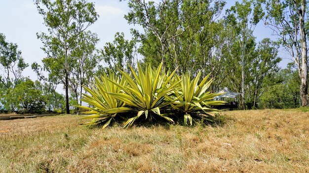 Furcraea foetida também conhecido como cânhamo das Maurícias Cabuya gigante Green aloés Maguey Sisal