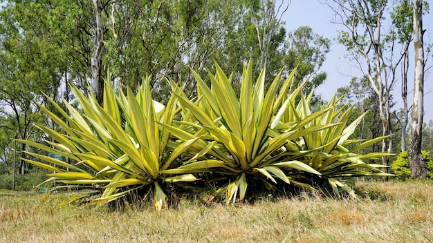 Furcraea foetida también conocida como cáñamo de Mauricio Cabuya gigante Aloe verde Maguey Sisal