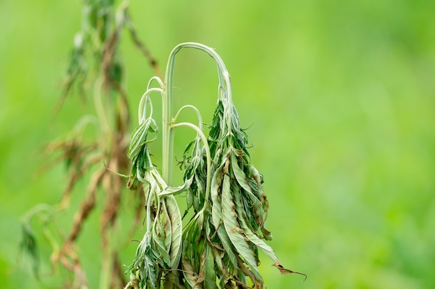 Fusarium-Welke-Krankheit von Cannabis auf dem Feld, verursacht durch Pilze und Überwässerung