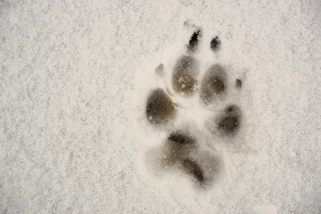 Foto fußabdruck eines erwachsenen deutschen schäferhundes im frischen weißen schnee