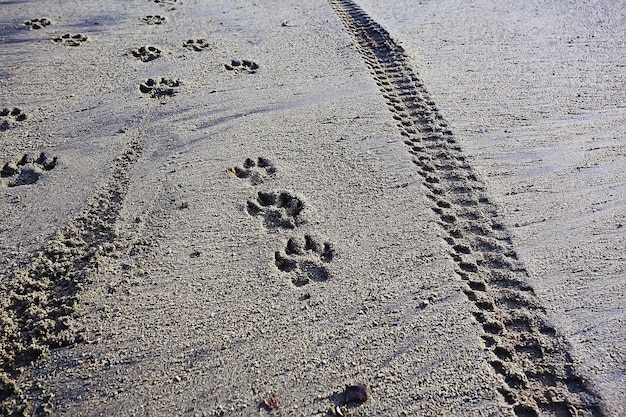 Fußabdrücke im Sand Hund abstrakte Hintergrundtextur Strand