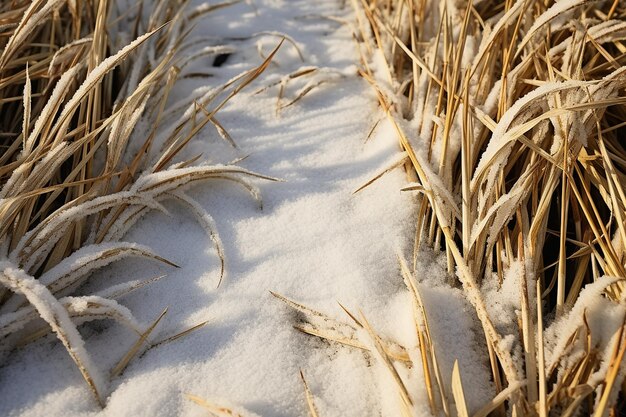 Fußabdrücke von Wildtieren im Schnee