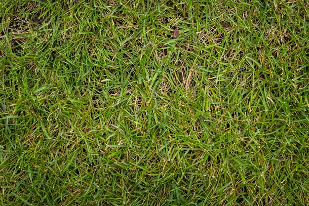 Fußballfeld. Grasbeschaffenheit. Grüner Rasen. Natürlicher Hintergrund.