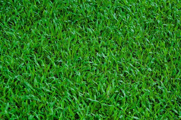 Fußballplatz grünes gras muster textur hintergrundtextur gras für den hintergrund