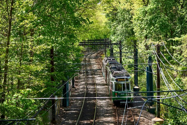 Foto fußgängerbrücke im wald