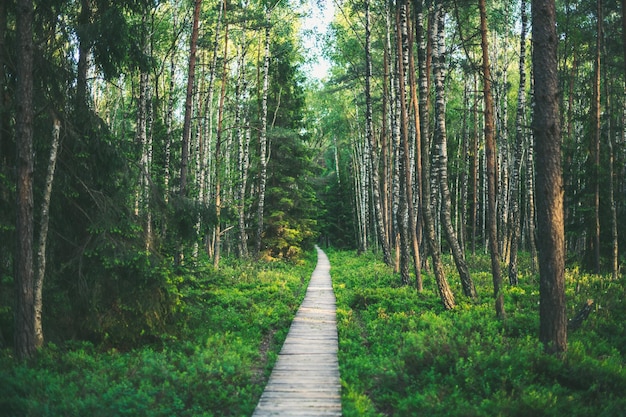 Fußgängerbrücke im Wald