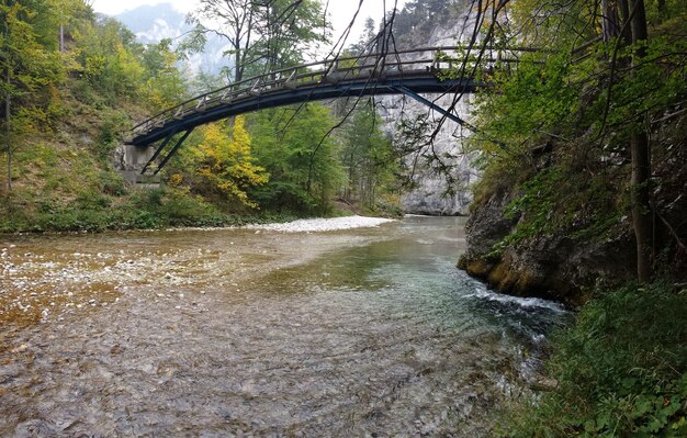 Foto fußgängerbrücke über einen fluss im wald