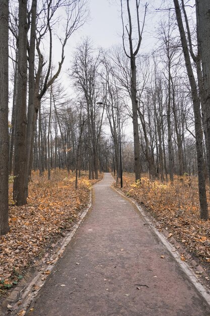 Fußgängerweg in einem Stadtpark im späten Herbst, der sich in die Ferne erstreckt