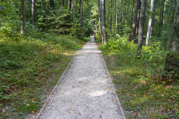 Fußgängerzone in einem grünen Laubwaldpark an einem Sommertag