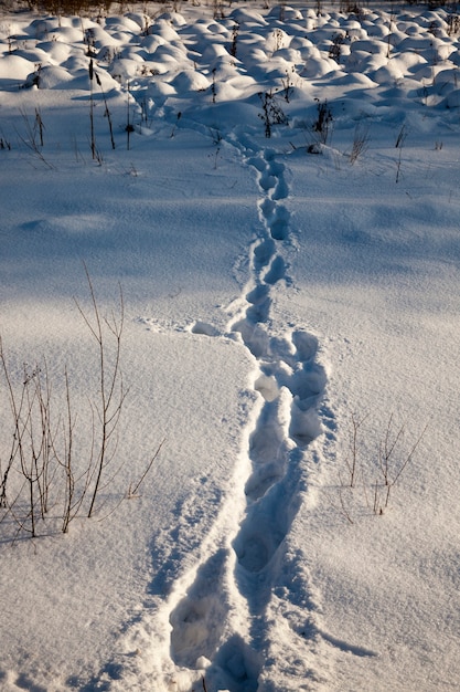 Fußspuren auf Schneeverwehungen nach einem Spaziergang durch den Schnee einer Person, die Wintersaison in der Natur