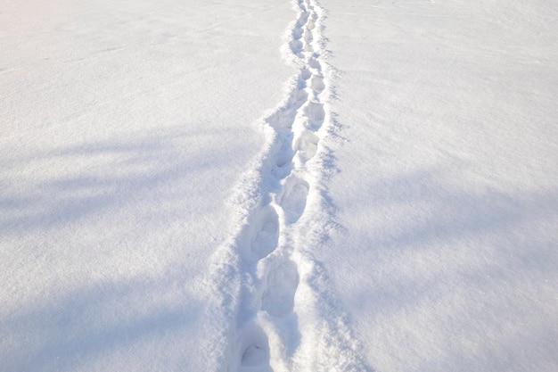 Fußspuren im Schnee. lieb durch ein Winterfeld.