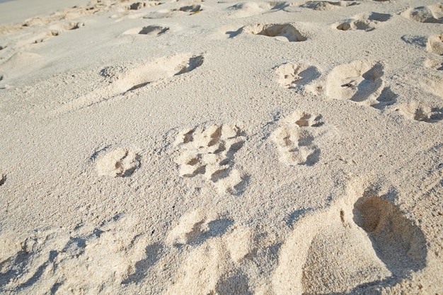 Fußspuren im Strandsand entlang der Küste an sonnigen Tagen Entspannende und friedliche Landschaft zum Genießen und Entspannen für Sommerferien oder Kurzurlaub Dünen in der Wüste mit körniger Oberflächenstruktur