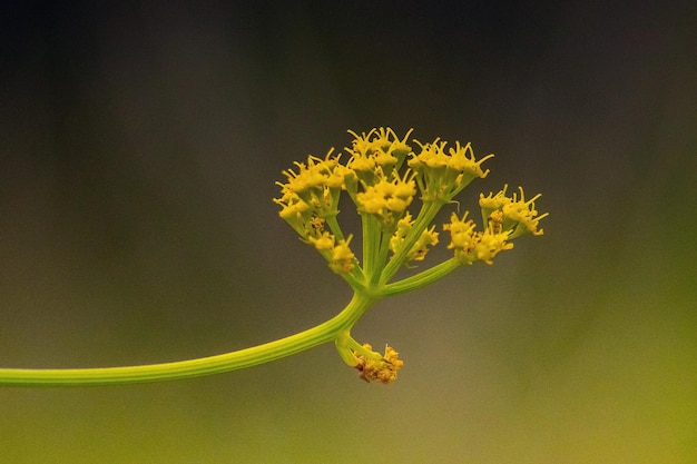 Fußstapfen der Frühlingspflanze Makrofotografie