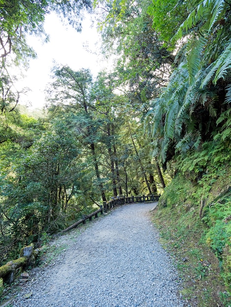 Fußweg durch den grünen Wald.