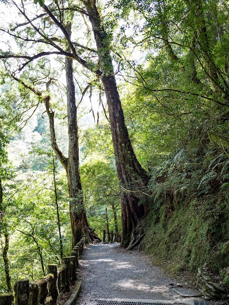 Fußweg durch den grünen Wald.