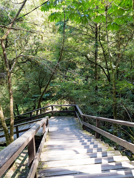 Fußweg durch den grünen Wald.