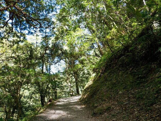 Fußweg durch den grünen Wald.