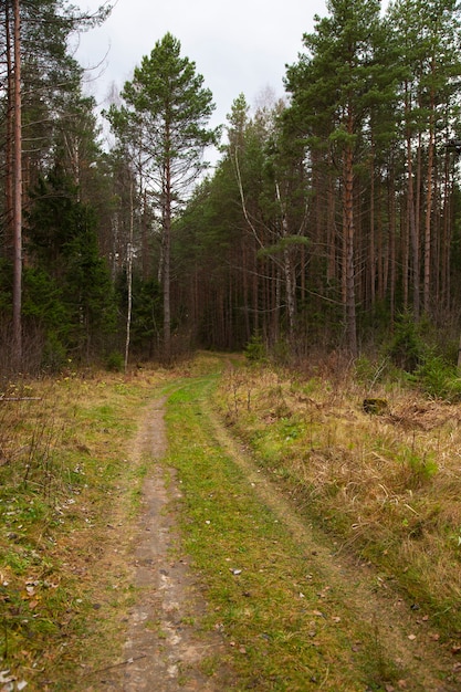 Fußweg durch den Nebelwald im Herbst beleuchtet von Sonnenstrahlen