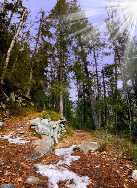 Fußweg im Bergwald im Herbst