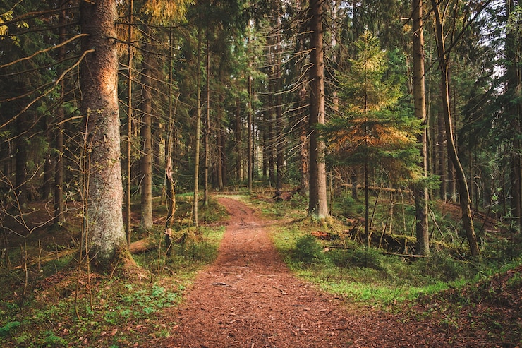 Foto fußweg im hellen sonnigen fichtenwald