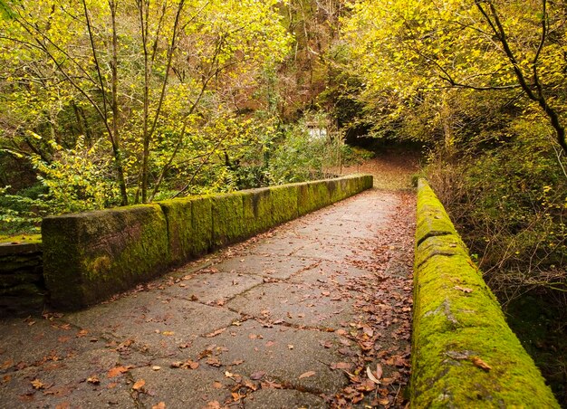 Fußweg im Park im Herbst