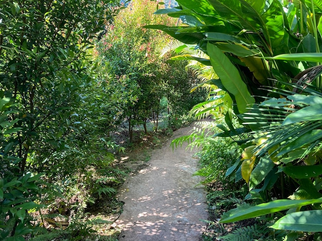 Fußweg im tropischen grünen Garten mit Sonnenlicht