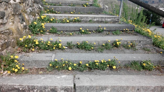 Foto fußweg in einem garten