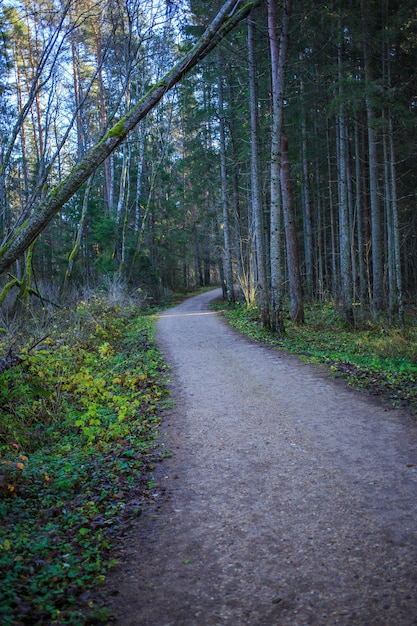 Fußweg in einem Pinienwald