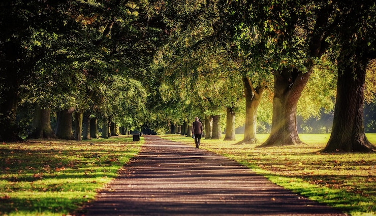 Foto fußweg inmitten der bäume im park