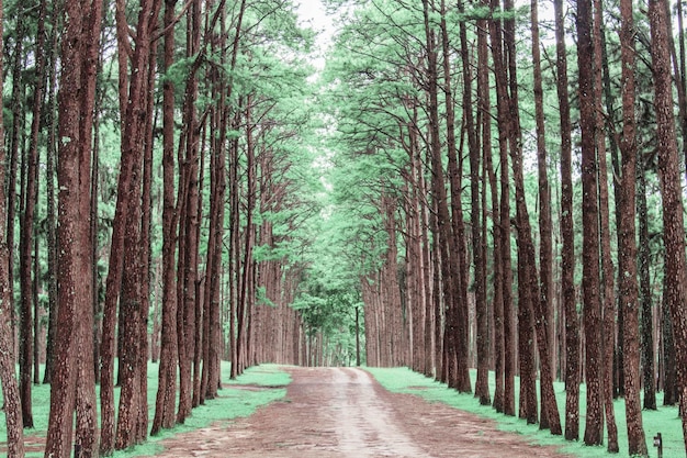 Fußweg inmitten der Bäume im Wald