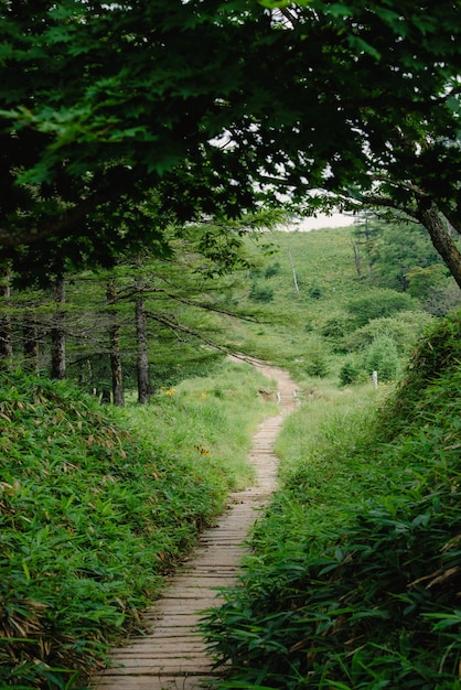 Fußweg inmitten der Bäume