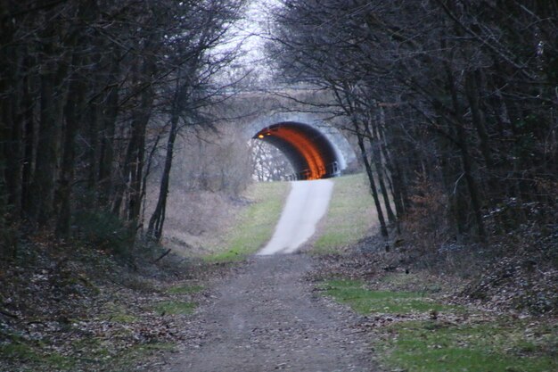 Foto fußweg inmitten nackter bäume im wald