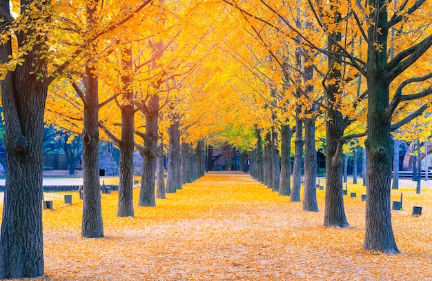 Fußweg inmitten von Bäumen im Park im Herbst