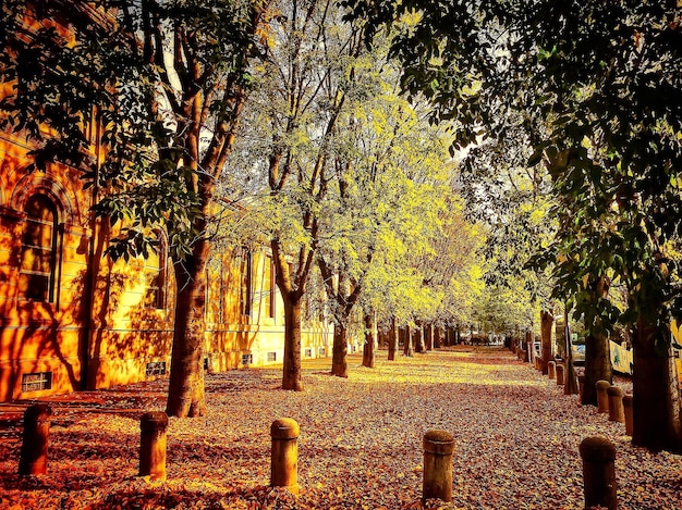 Fußweg inmitten von Bäumen im Park