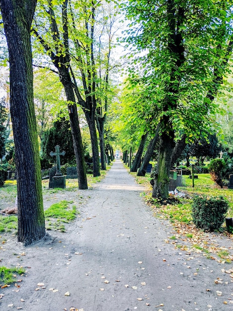 Fußweg inmitten von Bäumen im Park