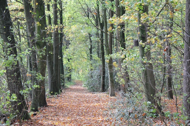 Foto fußweg inmitten von bäumen im wald im herbst