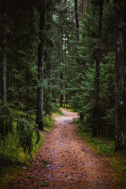 Fußweg inmitten von Bäumen im Wald