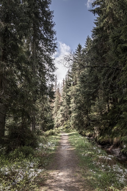 Fußweg inmitten von Bäumen im Wald